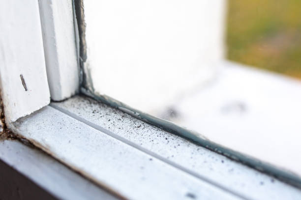Professional Mold Removal in Berrien Springs, MI