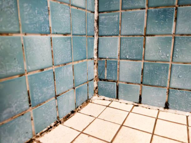 Best Crawl Space Mold Remediation  in Berrien Springs, MI