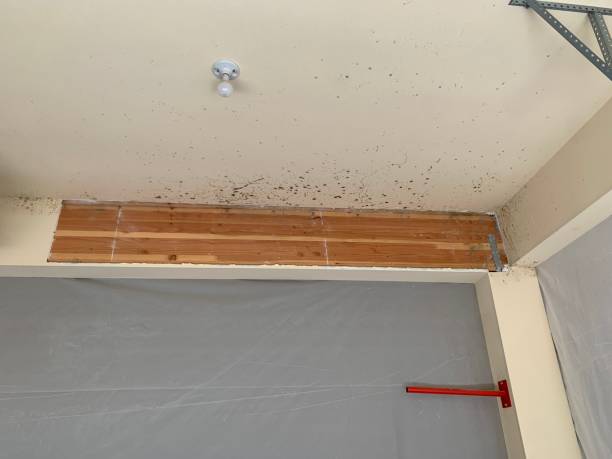 Best Water Damage & Mold Remediation  in Berrien Springs, MI