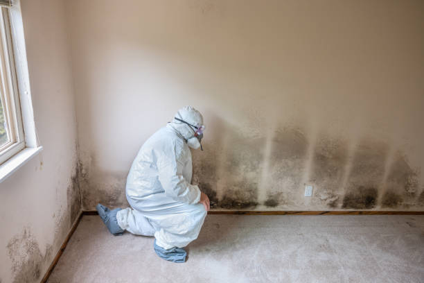 Best Biohazard Mold Removal  in Berrien Springs, MI