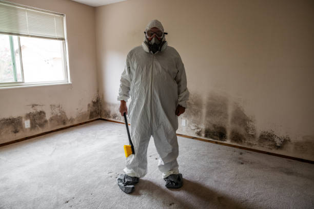 Best Basement Mold Removal  in Berrien Springs, MI