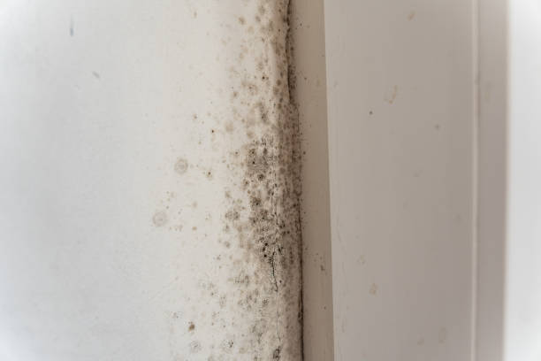  Berrien Springs, MI Mold Removal Pros