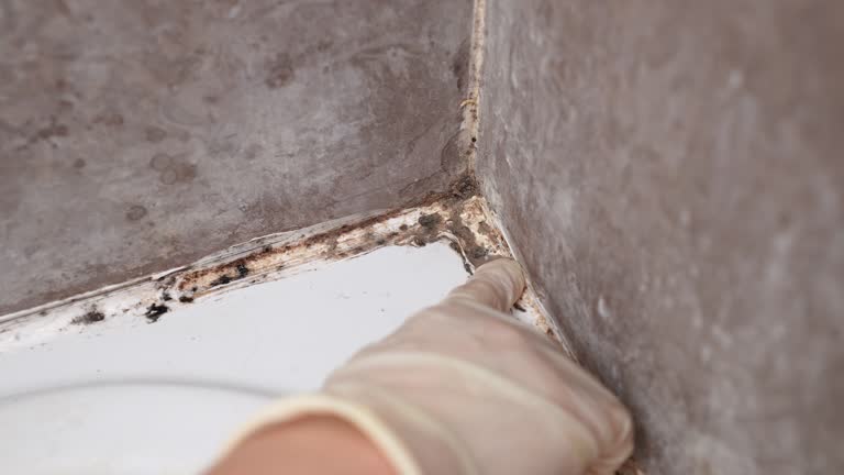 Best Post-Construction Mold Inspection  in Berrien Springs, MI